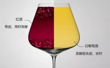 阿聰選酒告訴你是什么讓白、紅葡萄酒變得如此不同